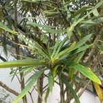 Pseudopanax crassifolius Yaprak
