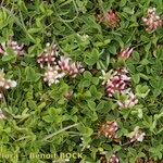 Trifolium thalii অভ্যাস