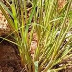 Enneapogon cenchroides Folha