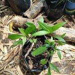 Ayapana triplinervis Leaf