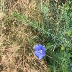 Linum perenneFlor