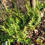 Polypodium vulgare Blatt