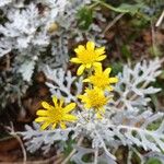 Jacobaea maritimaFlower