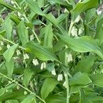 Polygonatum multiflorum Лист