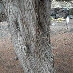 Juniperus canariensis Bark