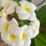 Plumeria albaFlor