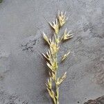 Avenula pubescens Fula