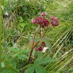 Comarum palustreफल