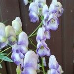 Aconitum variegatumFlor