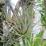 Tillandsia chiapensis Celota