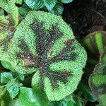 Begonia variegata Habit