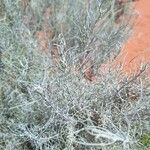 Artemisia filifolia Leaf