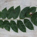 Detarium macrocarpum Blatt