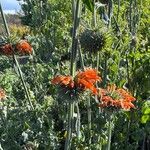Leonotis nepetifolia花