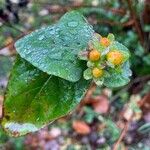 Hypericum androsaemum Плід