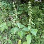 Stachys alpina Habitat