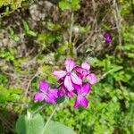 Lunaria annuaᱵᱟᱦᱟ