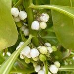 Scaevola taccada Fruit