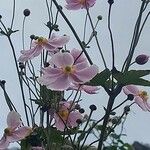 Eriocapitella hupehensis Flors