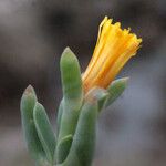 Malephora lutea Flower