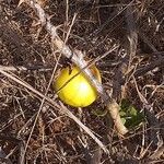 Solanum linnaeanum Vaisius