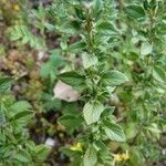 Clinopodium acinos Blatt