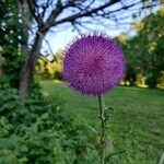 Carduus nutansFlower