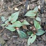 Persicaria amplexicaulis Leaf