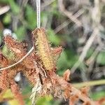 Plumbago zeylanica Плод