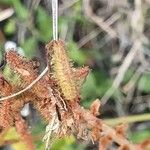 Plumbago zeylanica 果實