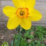 Narcissus jonquilla 花