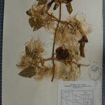 Clematis grewiiflora Arall