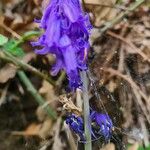 Hyacinthoides non-scripta花