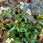 Cardamine resedifolia Buveinė