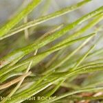 Eleocharis parvula Övriga