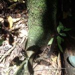 Funtumia africana Ŝelo