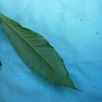 Quiina guianensis Leaf