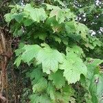 Viburnum acerifolium Feuille