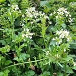 Cardamine amara Flower