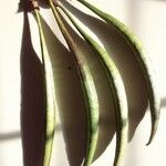 Campsis grandiflora Fruit