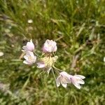 Allium roseum Flors