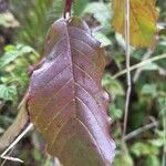 Frangula purshianaLeaf