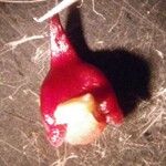 Mormodes horichii Fruit