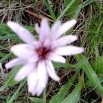 Pseudopodospermum undulatum Flower
