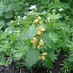 Lamium galeobdolonFlower