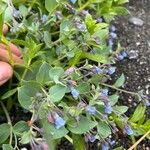 Mertensia maritimaFlower