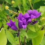 Campanula glomerata Blüte