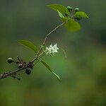 Solanum torvum Kukka