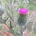 Cirsium vulgare Цвят