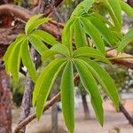 Ceiba pentandra Levél